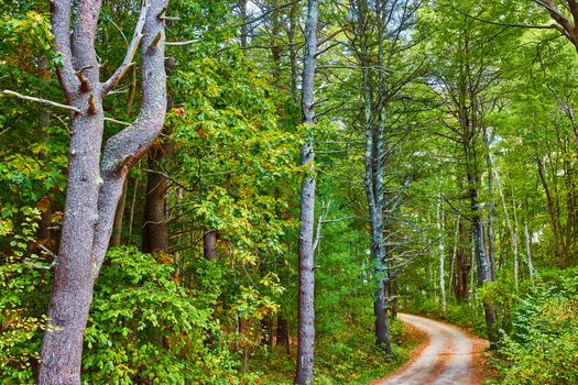 Dirt road near fall surrounded by stunning vibrant green forest