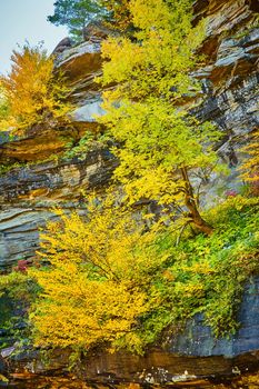 Stunning large yellow fall trees clinging to cliff edge wall