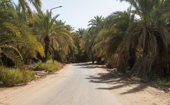 Road through a rural date palm farm area