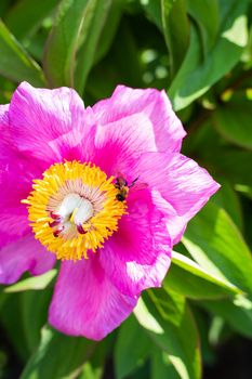 Beautiful pink peony flower with pollinator wasp. Summer is blooming and fragrant.