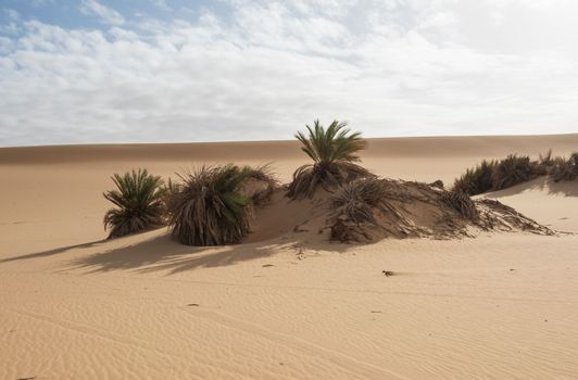 Barren desert landscape in hot climate with bushes