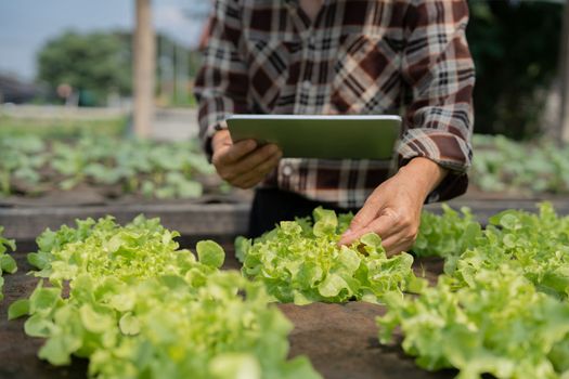 Close up business owner observes about growing organic arugula on hydroponics farm with tablet on aquaponic farm, Concept of growing organic vegetable