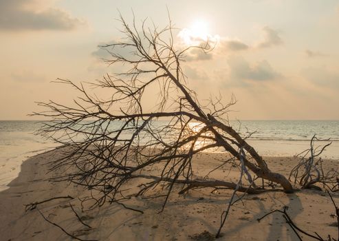 Remote tropical island beach with dead tree