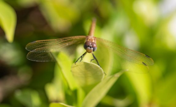Closeup detail of wandering glider dragonfly on leaf