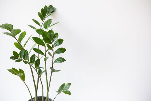 Gardening concept. Vertical photo of a Zamioculcas houseplant growing in a white pot. Banner, place for text.