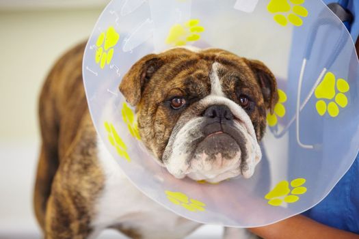 This isnt my proudest moment. a vet attaching a cone to the neck of a large bulldog.