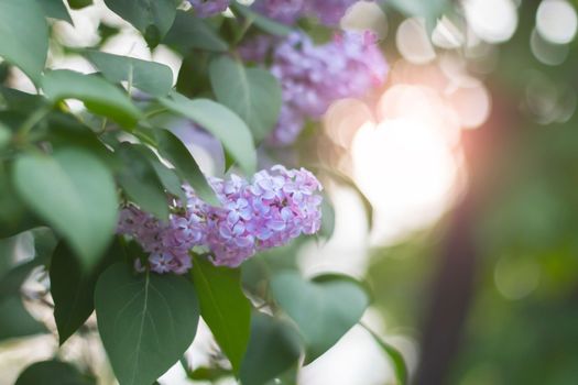 lilac blossoms on a spring evening