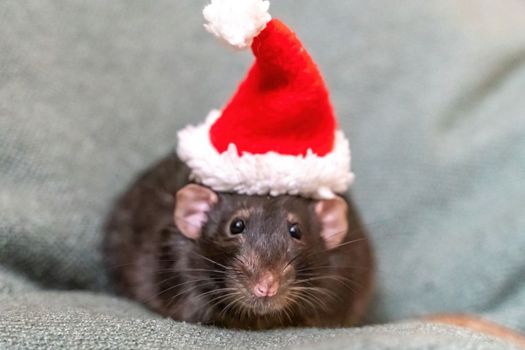 Rat Santa hat. Symbol of the Chinese New Year. Funny black rat Dumbo in a red santa checker on a green background.