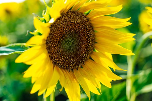 Sunflower flower on agriculture field, growing sunflower for production.