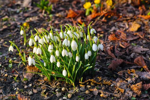 Beautiful snowdrops. A group of snow drops growing on the ground.