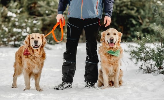 Golden retriever dogs in winter time with guy owner in snow. Man with doggy pets in forest in cold weather