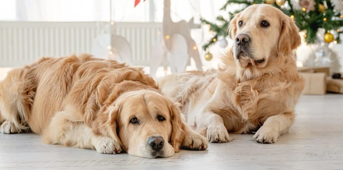 Golden retriever dogs in Christmas time lying on floor with XMas festive tree on background. Purebred doggy pets on New Year holidays