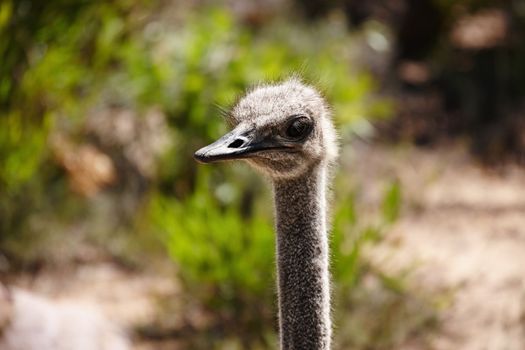 Guess its my turn on lookout. Front view of an ostrich standing outdoors in the wild.