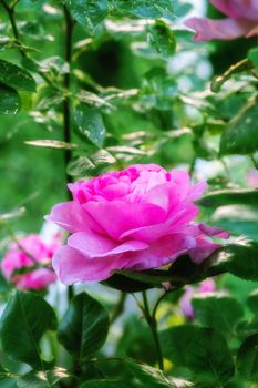 The rose in the garden. A photo of a beautiful pink rose in the garden.