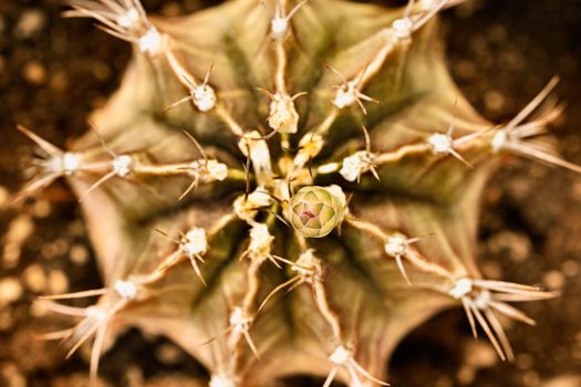 Cactus bud detail