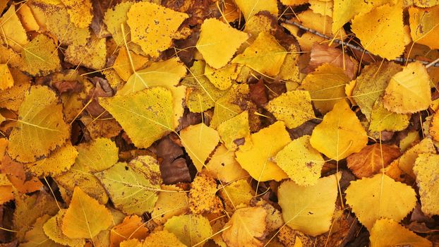 Background of yellow leaves. Beautiful autumn leaves lie in a dense carpet. A view from above of the fallen leaves of the poplar tree