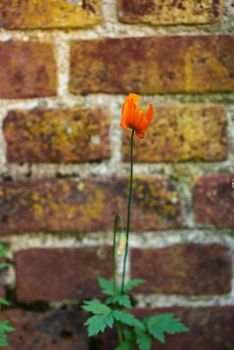 Small boat. A photo of a flower with a very old brick wall as background.