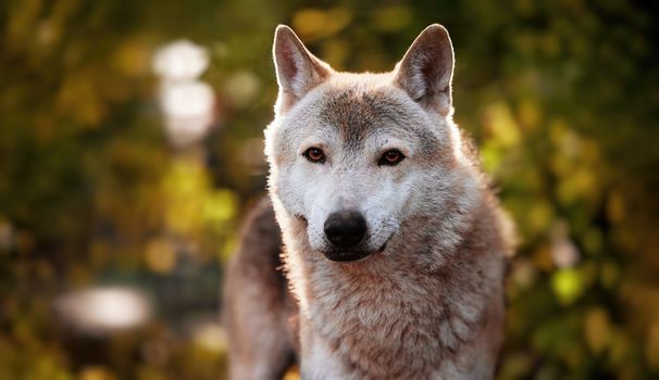 Portrait of a grey wolf Canis Lupus in an autumn forest, a close-up photo of a predator. Wild big dog in the forest, scene in the woods