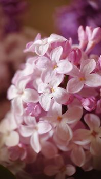 Background image of pale lilac petals of blooming lilac