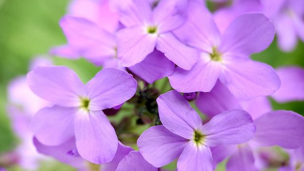 Small lilac flowers blooming in spring phlox close-up