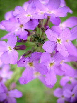 Lilac phlox flowers blooming in spring with a green center