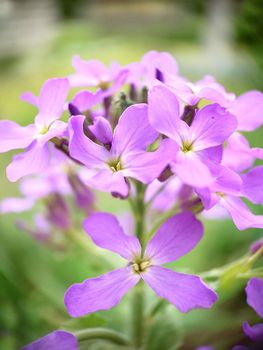In the spring outdoors blooming lilac phlox with a green center close-up