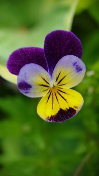 Tricolor flower pansies growing in the garden outdoors
