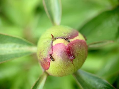 Close-up of an unopened peony bud with an ant on the surface