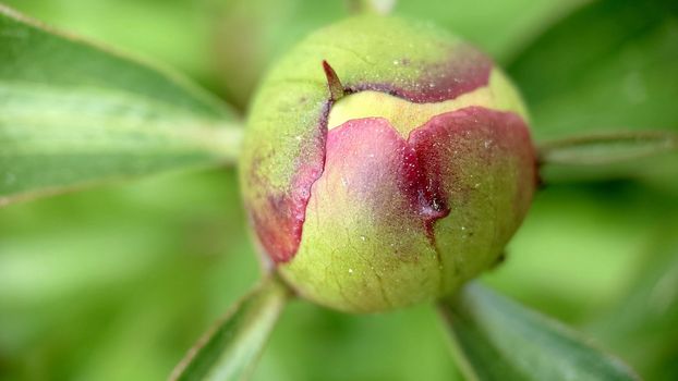 Close-up of an unopened peony bud on a grass background