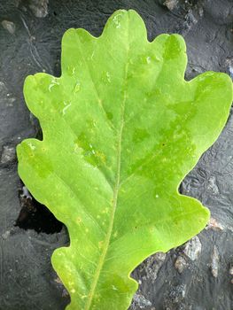 An oak leaf with raindrops lies on the asphalt