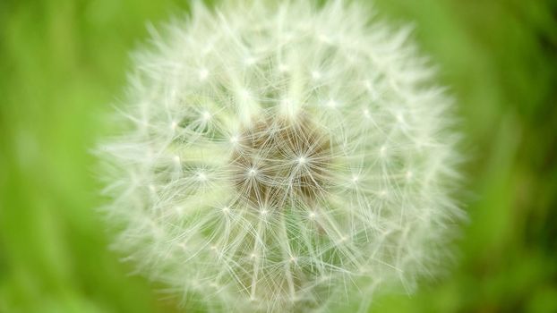 Background image of a spherical shape of a dandelion bud