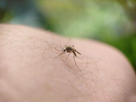 A striped mosquito landed on a human hairy leg