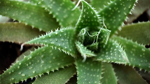 Medicinal green aloe plant with thorns top view
