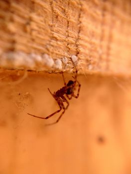 Spider close-up hanging under a wooden ceiling