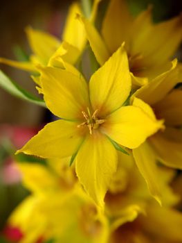 Background image of yellow perennial wildflowers Lysimachia punctata