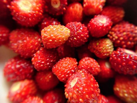 Selective focus of a handful of red forest strawberries top view