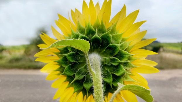 A close-up view from the back of a growing yellow sunflower