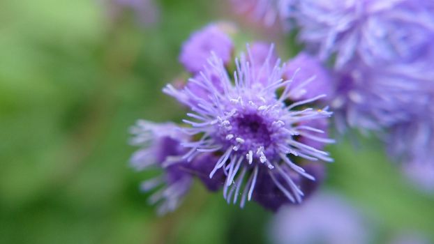 Fluffy purple flowers of Ageratum houstonianum on a grassy background