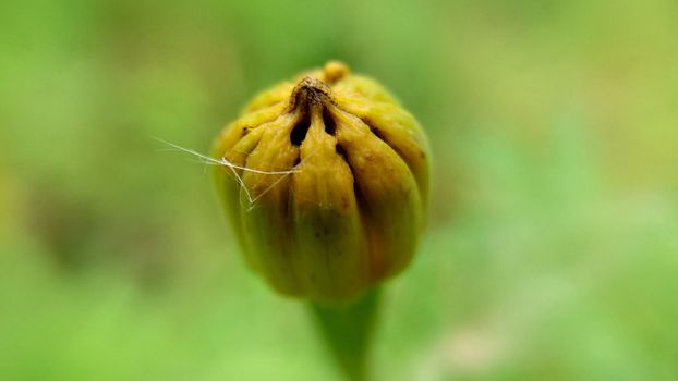 An unopened calendula bud on a grassy background outdoors