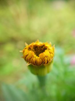 An unopened bud of calendula against the background of grass selective focus