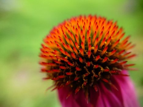 A lone echinacea flower with its petals lowered down close-up