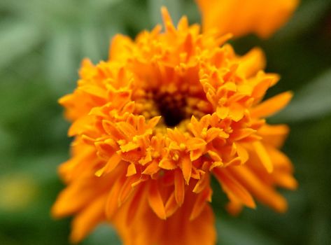 Opening orange bud of marigold close-up on a summer day