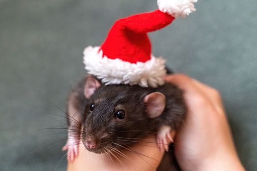 Rat Santa hat. Symbol of the Chinese New Year. Funny black rat Dumbo in a red santa checker on a green background.