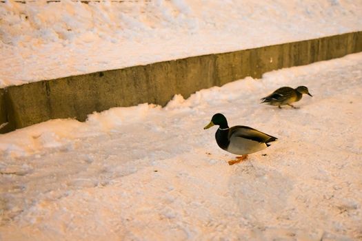 Birds and animals in wildlife winter concept. Ducks on snow in night time with others swimming nearby in water of park city landscape.