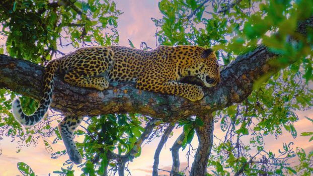 Leopard in a tree during sunset at Kruger park South Africa