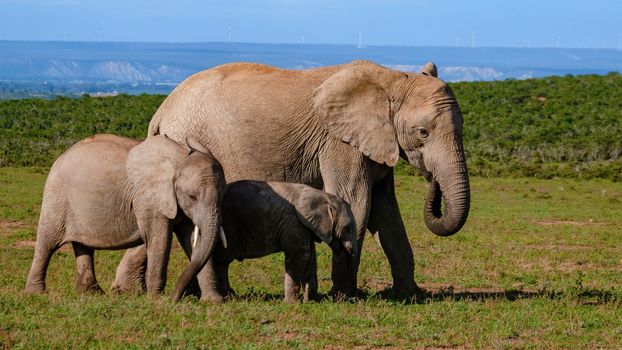 Addo Elephant park South Africa, Family of elephant in addo elephant park, Elephants taking a bath