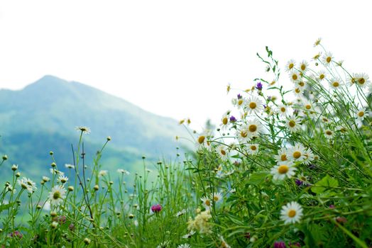 chamomile glade against the background of mountains