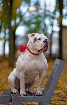 Funny happy cute dog breed american bulldog plays in the park. Orange golden autumn concept.