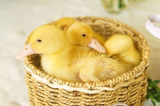 Live yellow ducks in a wicker basket made of matting close-up. the concept of raising animals on a farm