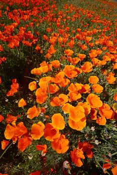 california poppy